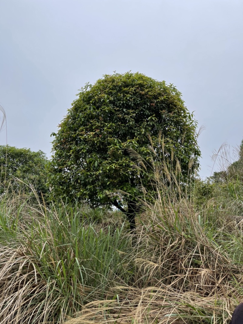 桂花树
