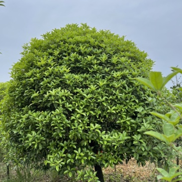 桂花树