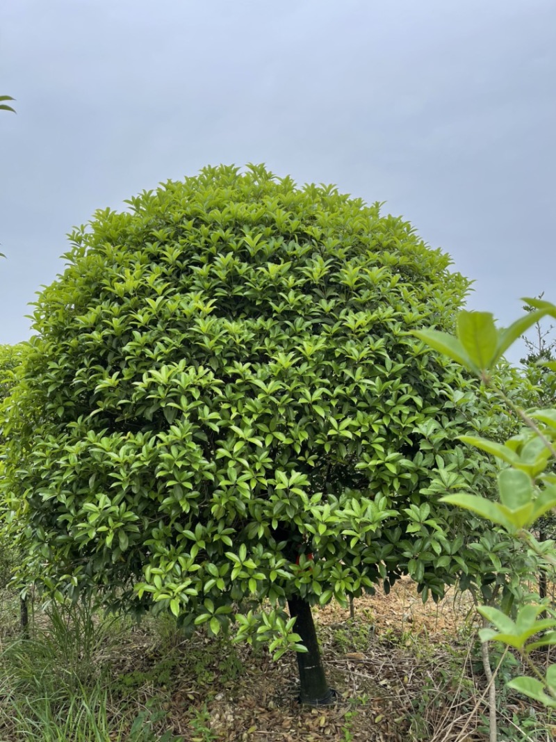 桂花树