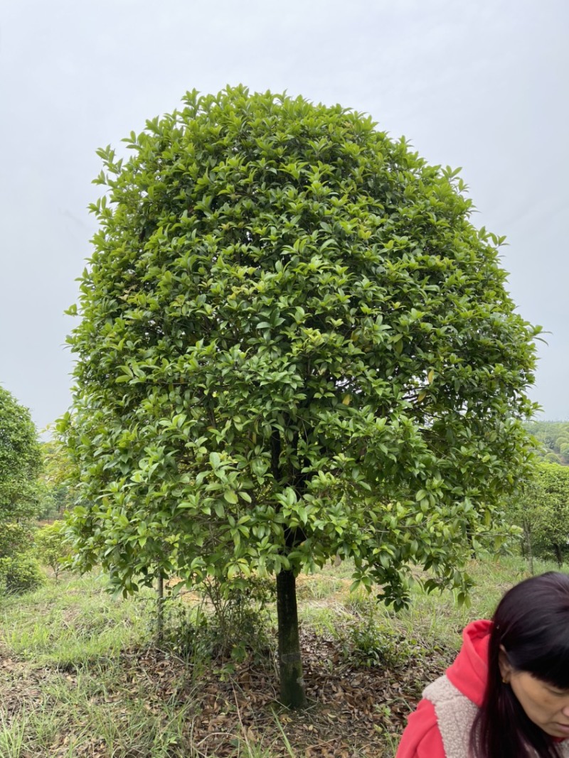 桂花树
