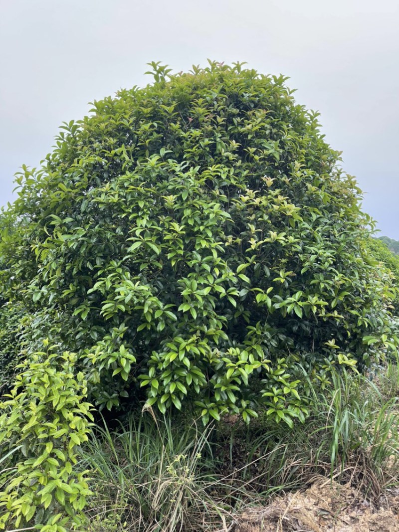 桂花树