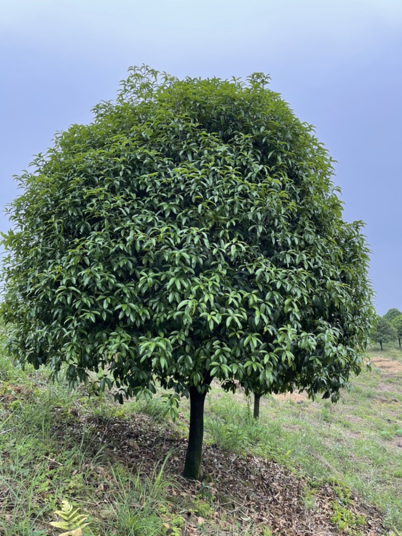 桂花树