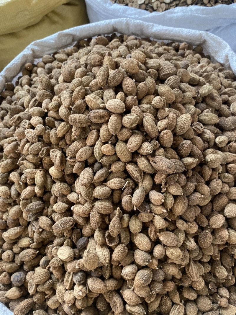 中药材香砂砂仁货品正宗煲汤食材散装干货
