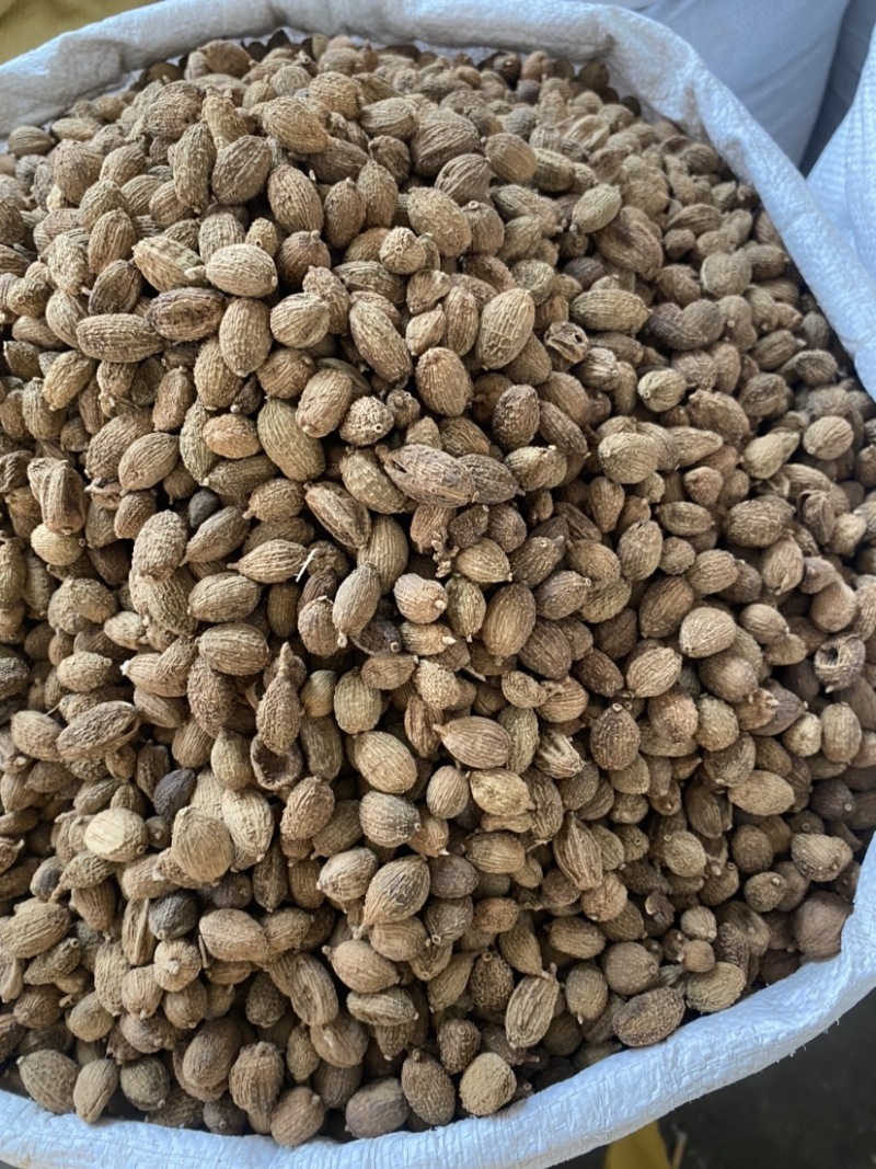 中药材香砂砂仁货品正宗煲汤食材散装干货