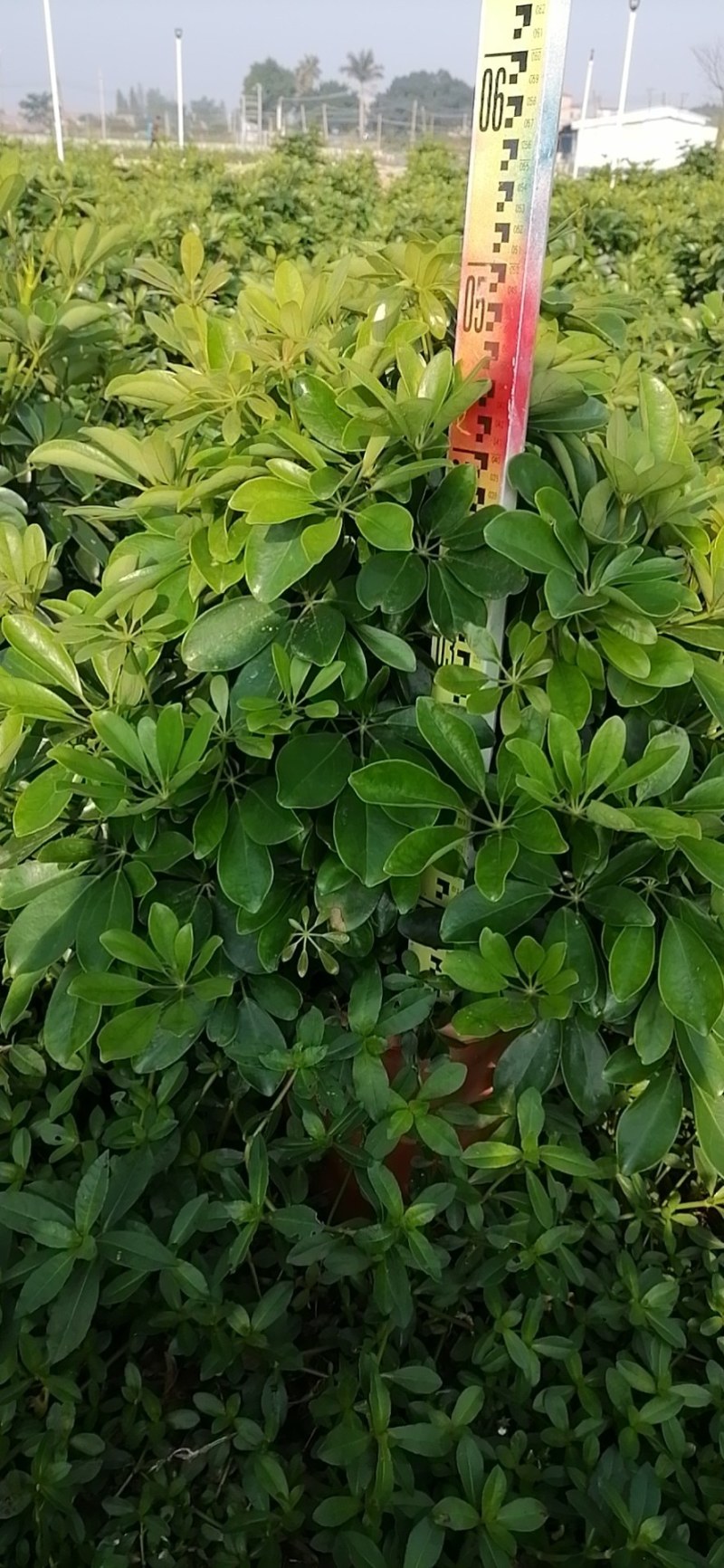 鸭脚木各种规格基地直销