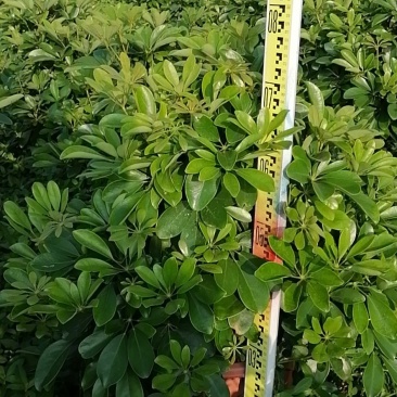 鸭脚木各种规格基地直销