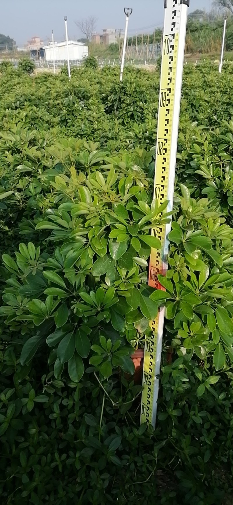 鸭脚木各种规格基地直销