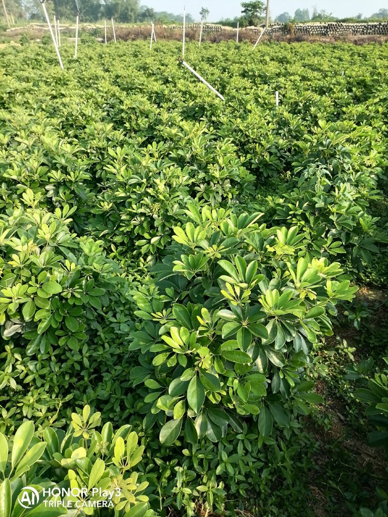 鸭脚木各种规格基地直销
