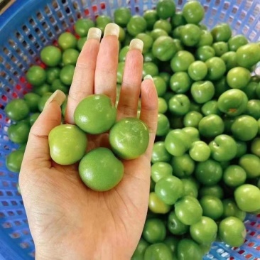 广东三月李四月李酸李子电商供应价格有优势