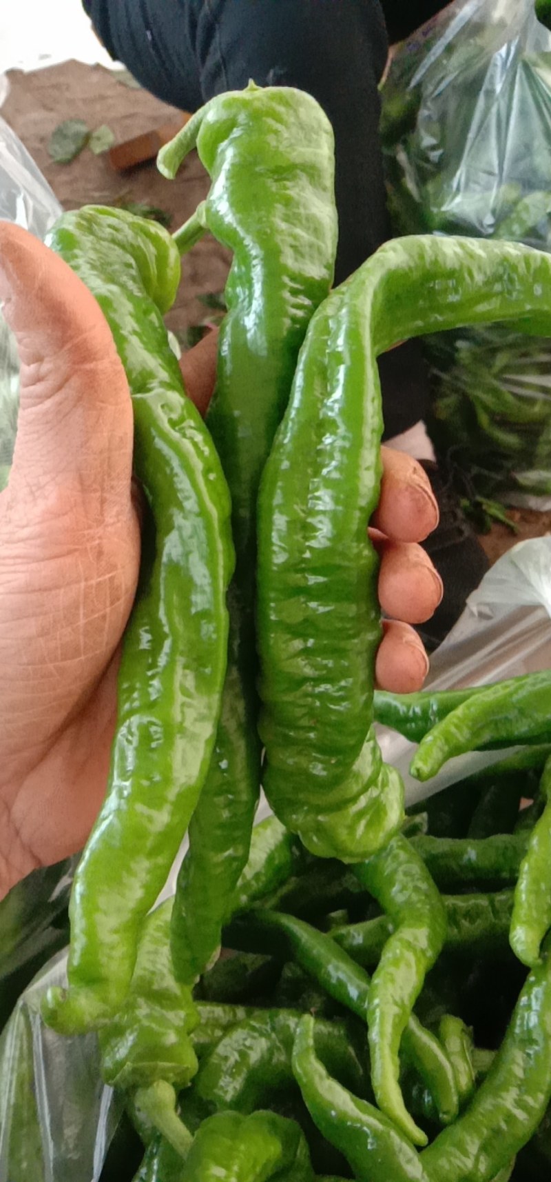 螺丝椒龙椒