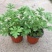 驱蚊草盆栽香叶天竺葵绿植室内防蚊虫花卉净化空气好养活