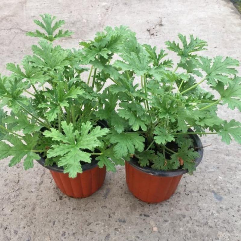 驱蚊草盆栽香叶天竺葵绿植室内防蚊虫花卉净化空气好养活