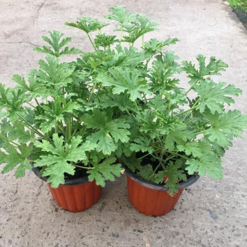 驱蚊草盆栽香叶天竺葵绿植室内防蚊虫花卉净化空气好养活