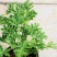 驱蚊草盆栽香叶天竺葵绿植室内防蚊虫花卉净化空气好养活