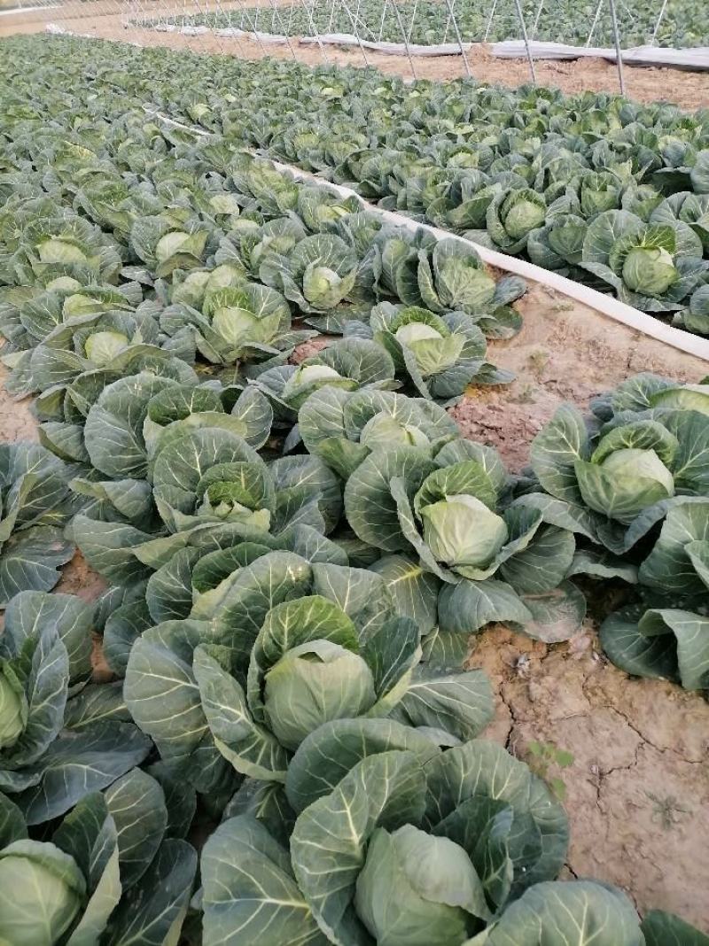 陕西瓜果蔬菜正在上市中