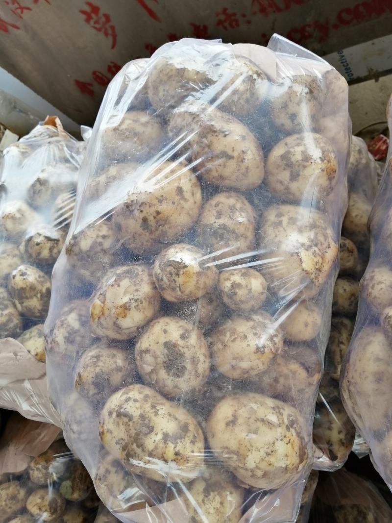 土豆即将上市