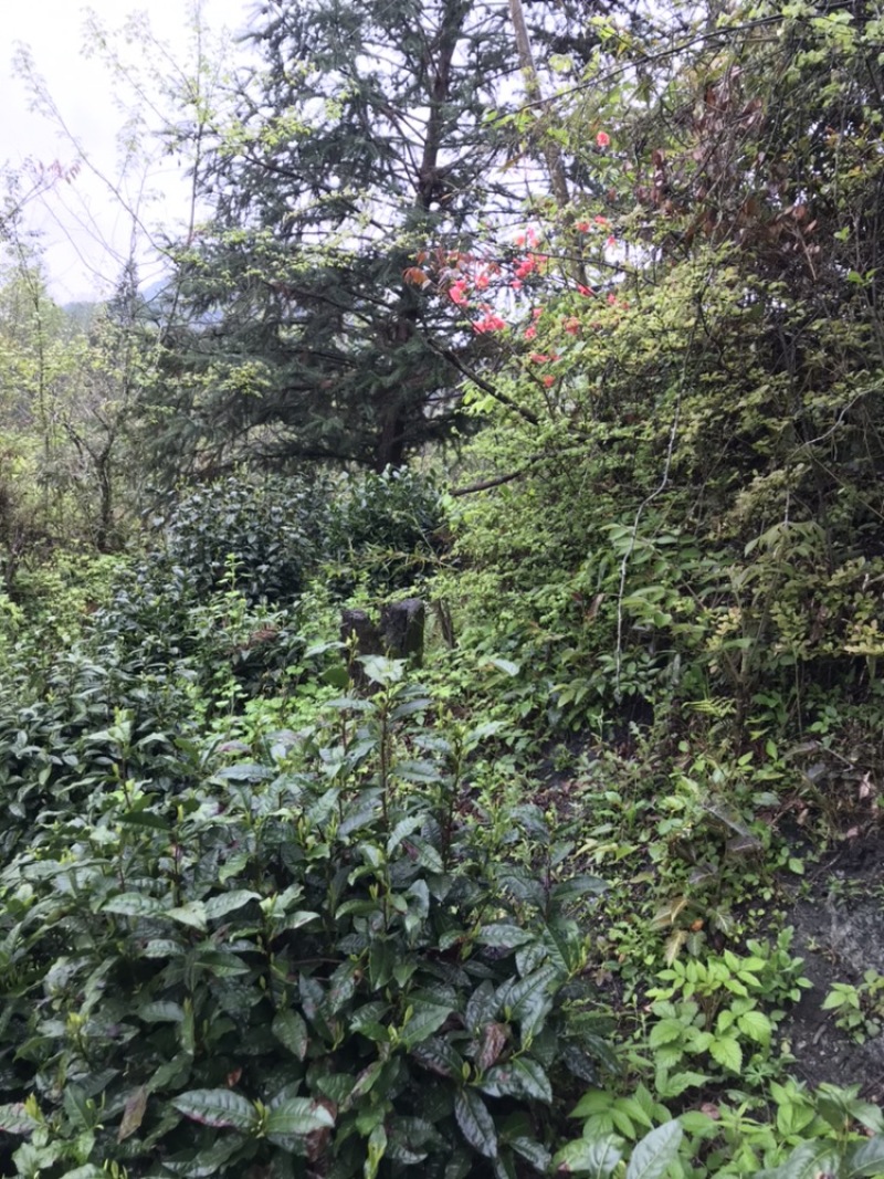 绿茶黄山毛峰，自家茶园、无中间商价格便宜。品质有保证