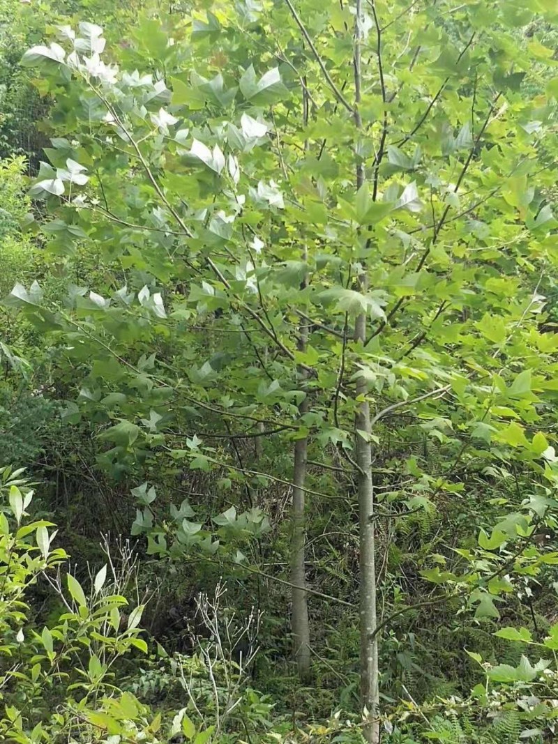 马褂木江马褂木大量供应