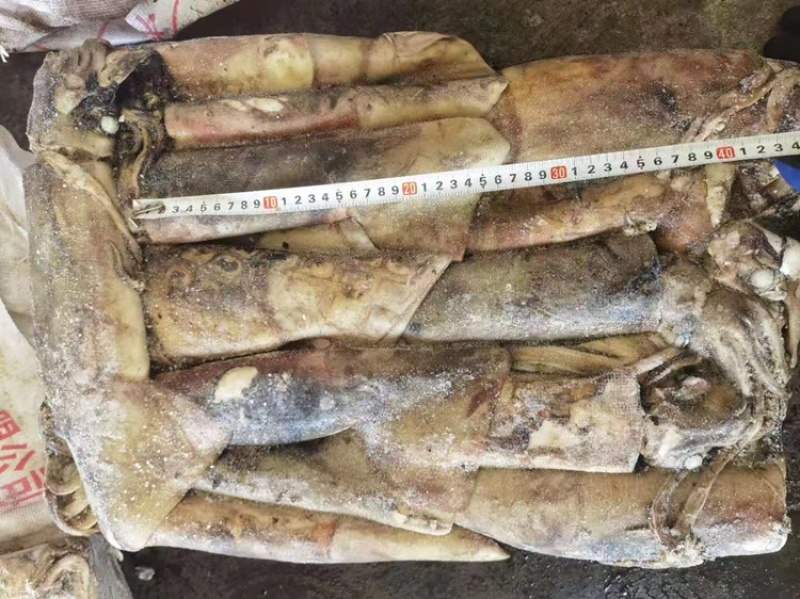 大鱿鱼整只冷冻香辣鱿鱼须海鲜水产批发