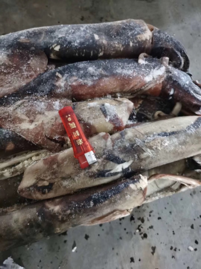 大鱿鱼整只冷冻香辣鱿鱼须海鲜水产批发