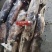 大鱿鱼整只冷冻香辣鱿鱼须海鲜水产批发