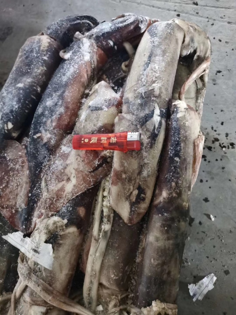大鱿鱼整只冷冻香辣鱿鱼须海鲜水产批发