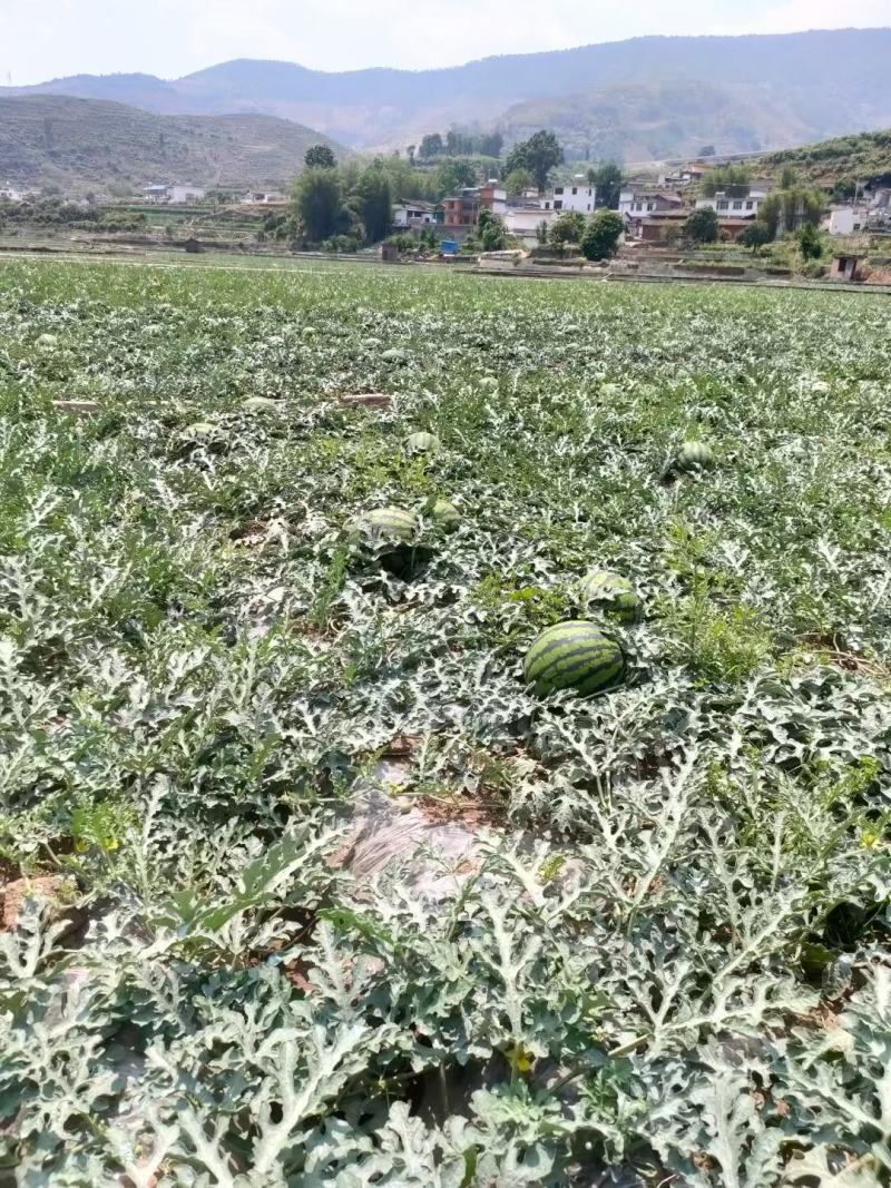 甜王西瓜量大甜度好老品牌值得信耐现在货还有一白多扽