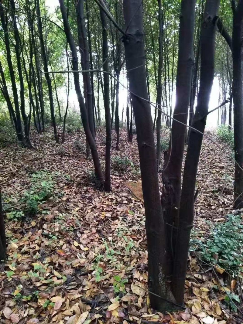 丛生木荷多杆丛生木荷