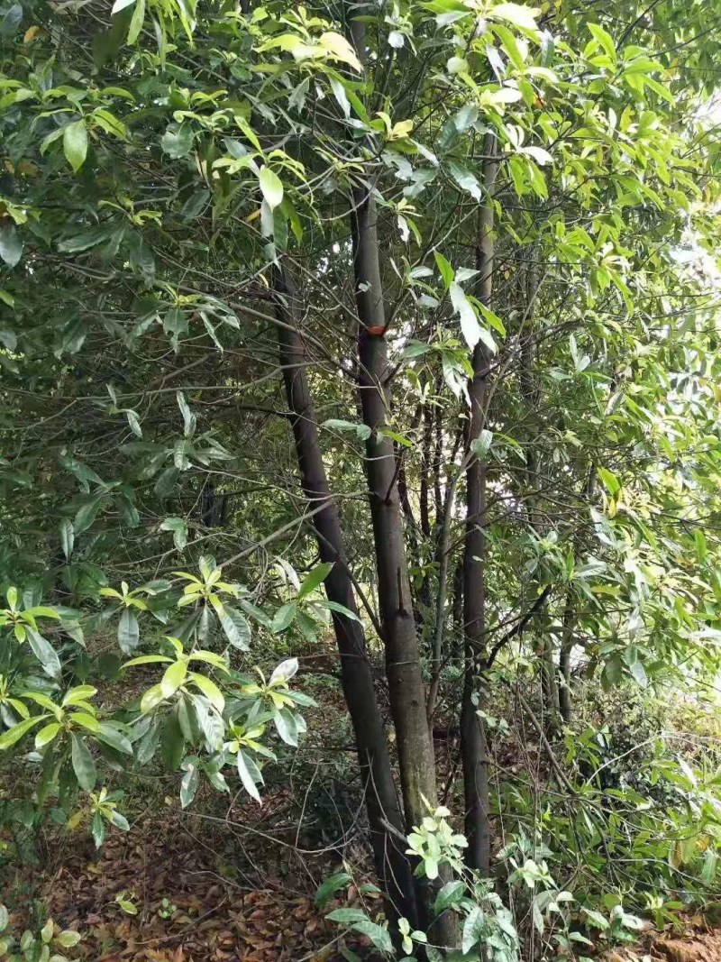丛生木荷多杆丛生木荷