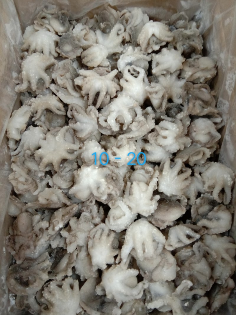 干冰翻花盐磨八爪鱼，质量杠杠的滴价格美丽，一手货源欢迎