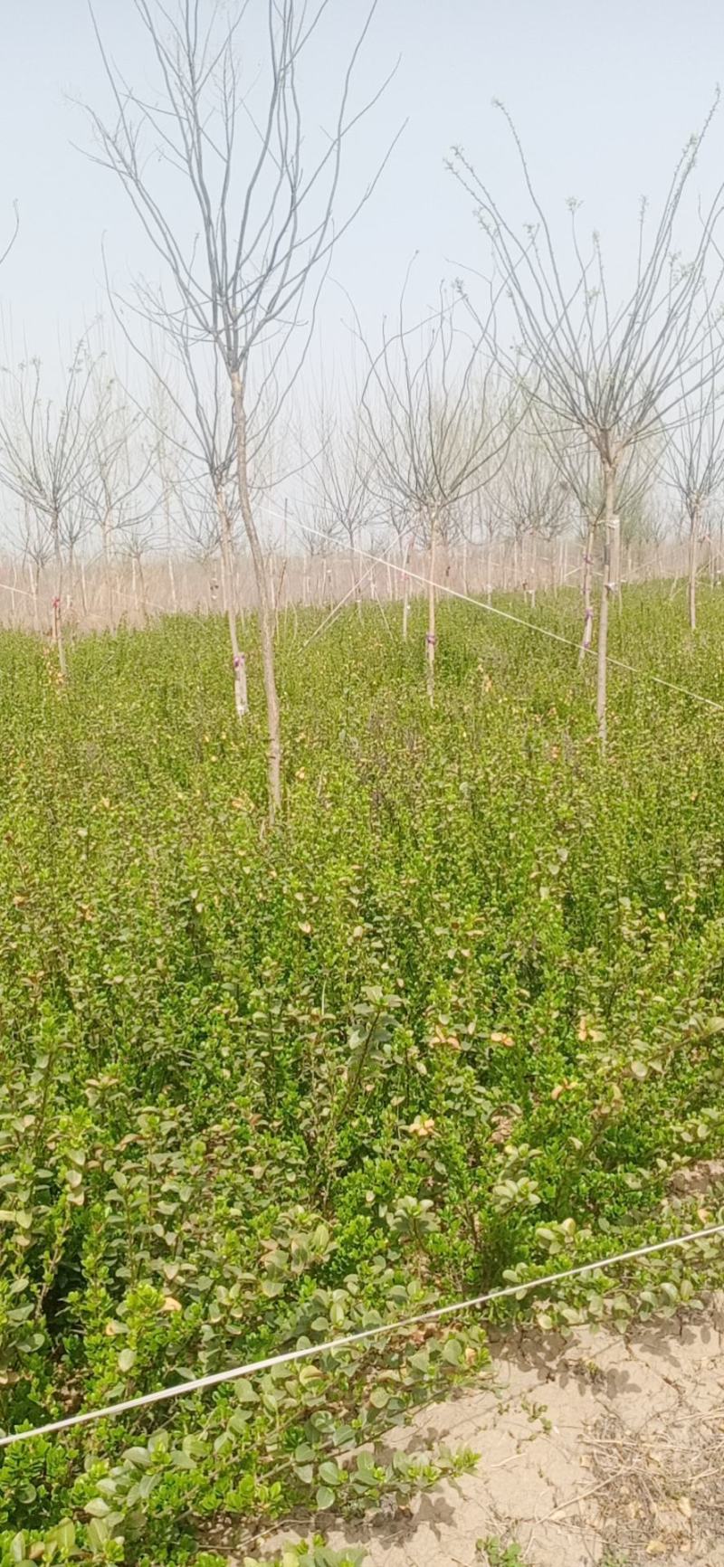【精品】卫矛苗卫矛小苗，卫矛工程苗各种规格齐全欢迎咨询