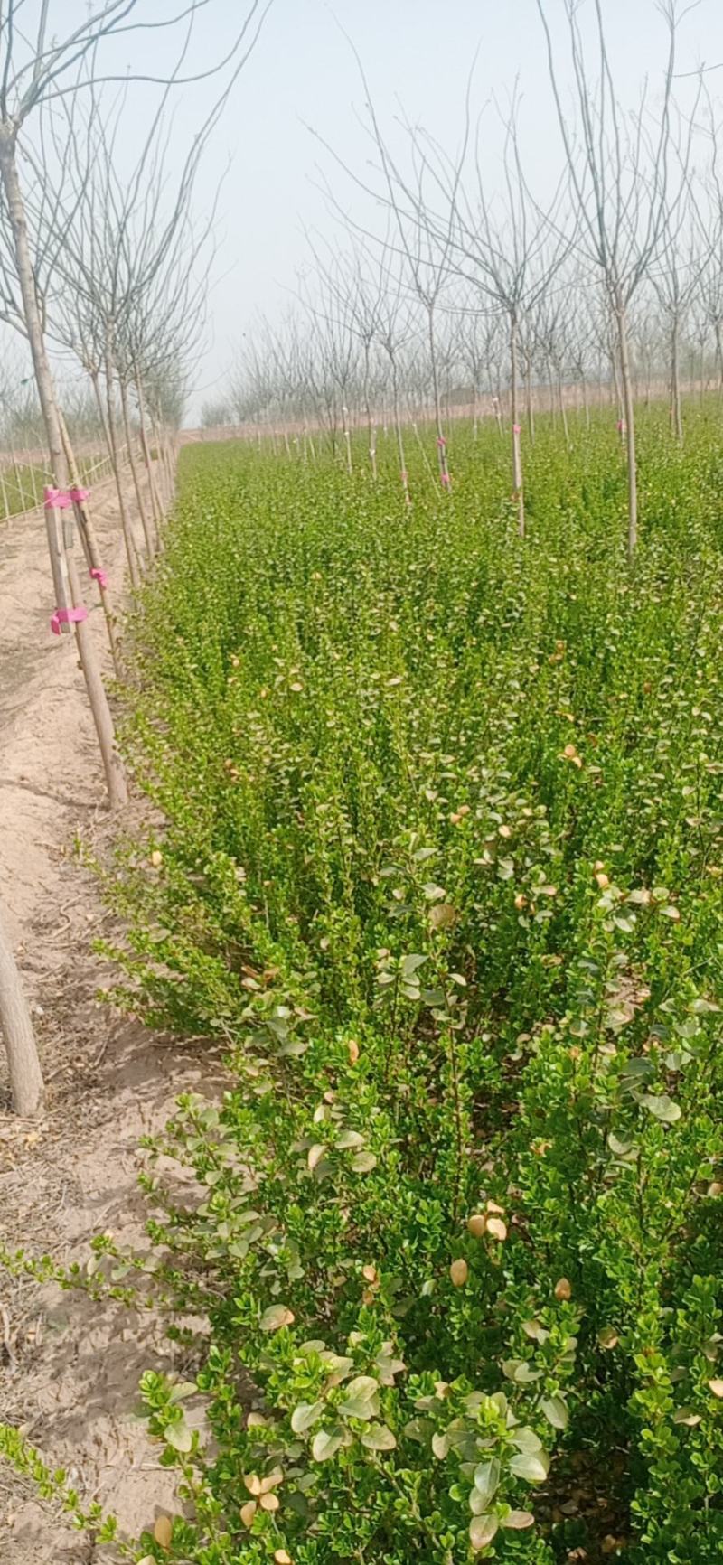 【精品】卫矛苗卫矛小苗，卫矛工程苗各种规格齐全欢迎咨询