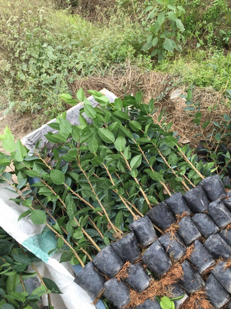 供应茶花苗