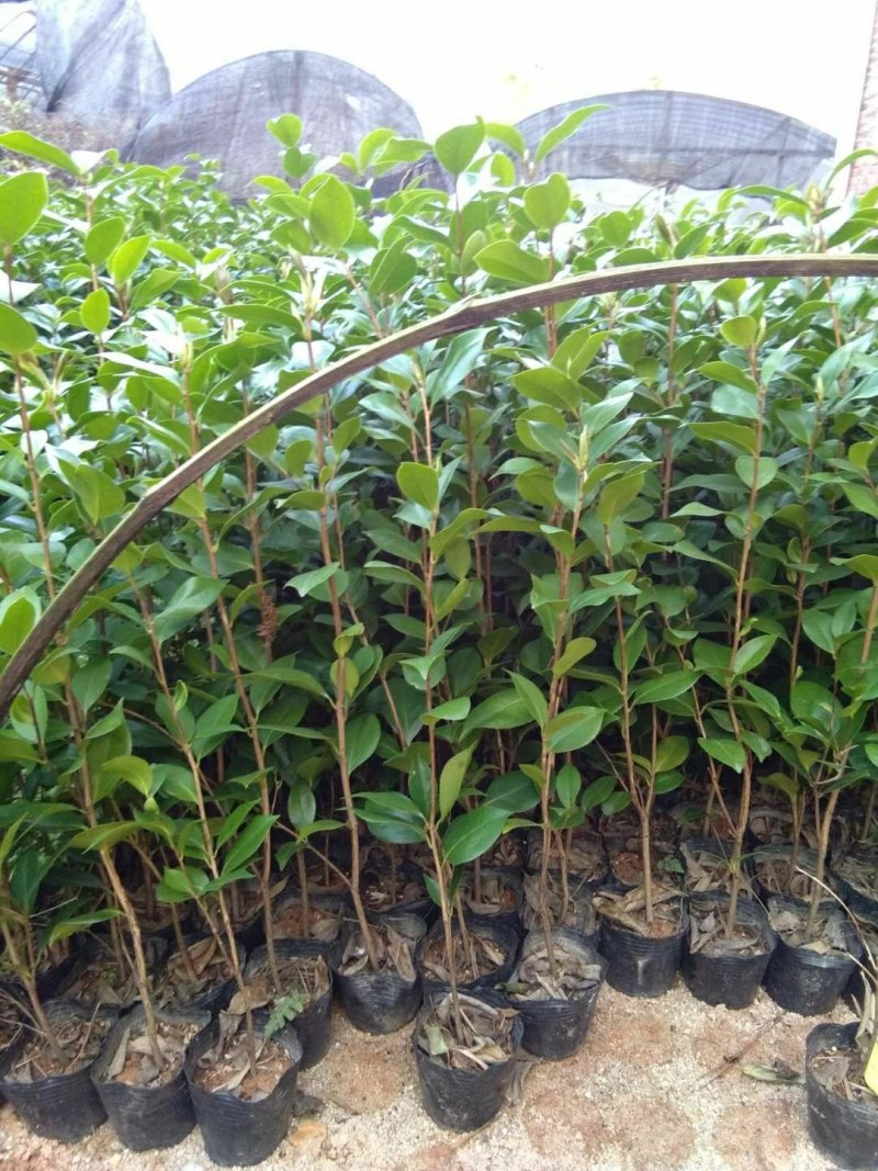 供应茶花苗