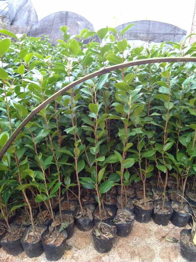 供应茶花苗
