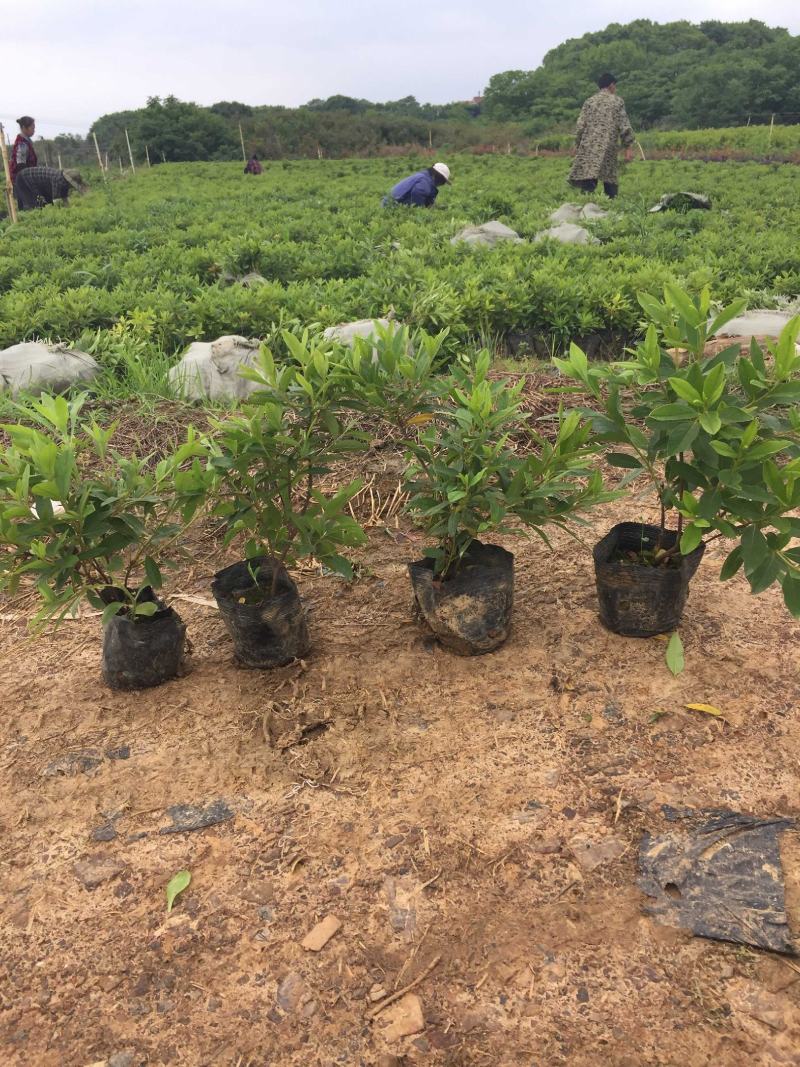 毛杜鹃批发价格16*14杯不散杯易存活种植杜鹃