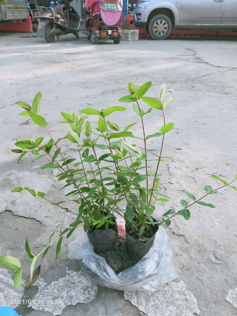 绿化苗木金丝桃杯苗散笼子