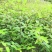 绿化苗木金丝桃杯苗散笼子