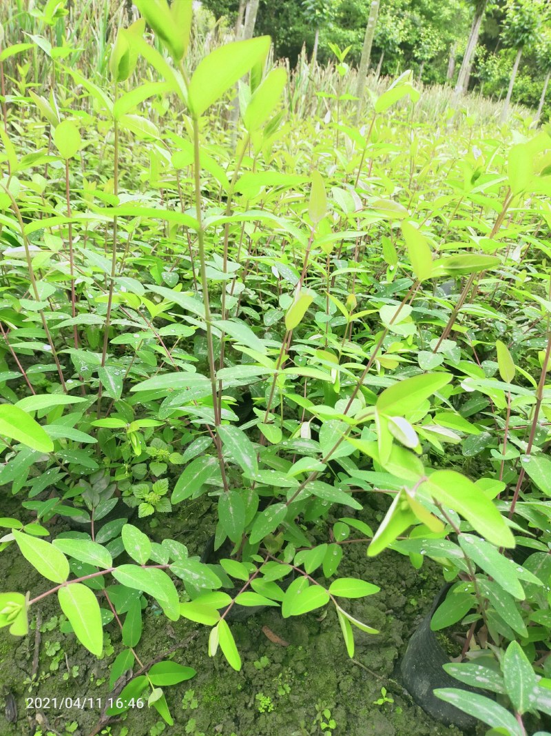 绿化苗木金丝桃杯苗散笼子