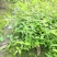 绿化苗木金丝桃杯苗散笼子