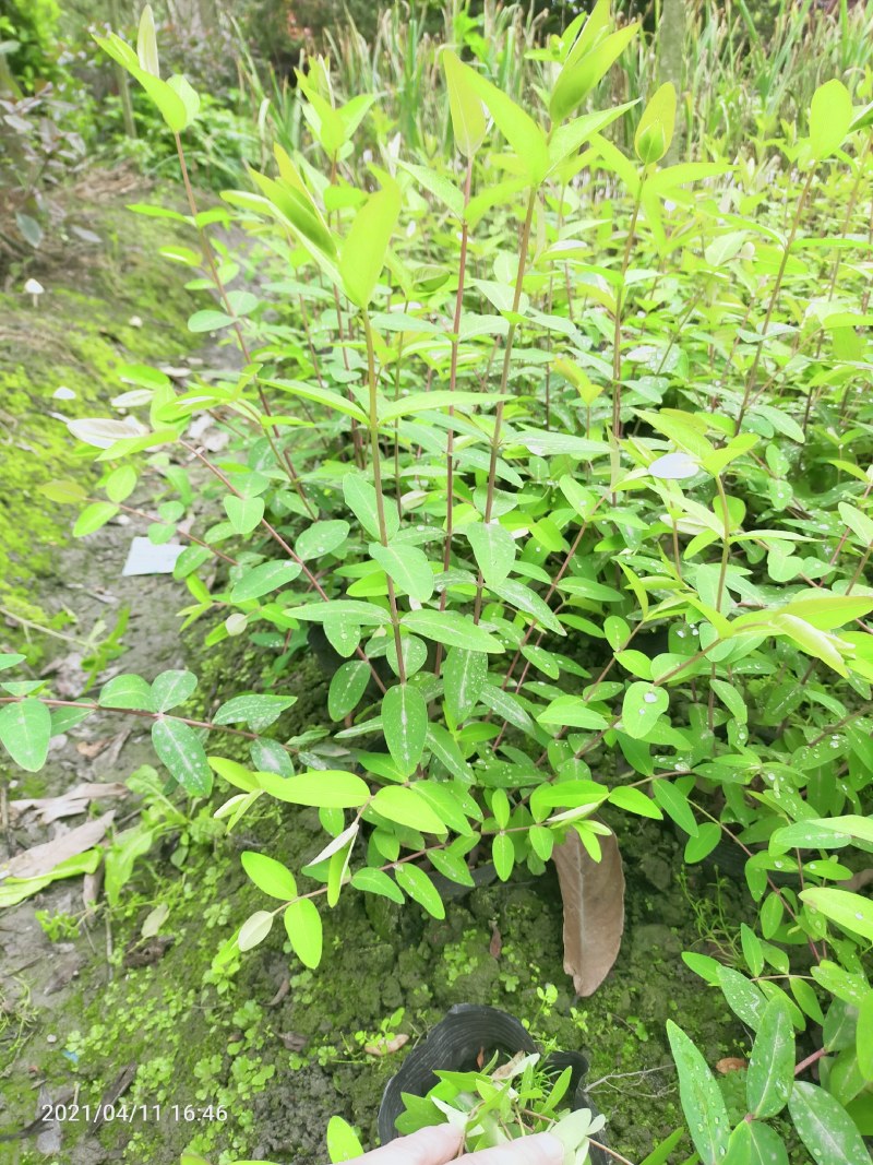 绿化苗木金丝桃杯苗散笼子