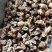 山茨菇毛茨菇纯干吴无硫量大货好产地直发