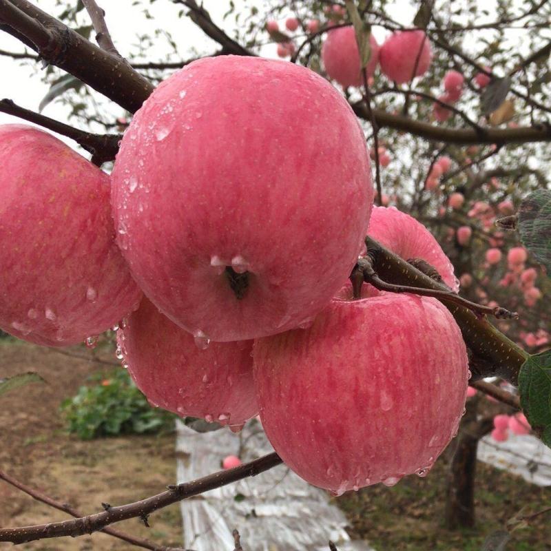【精品】烟台红富士苹果当季山东新鲜水果私发