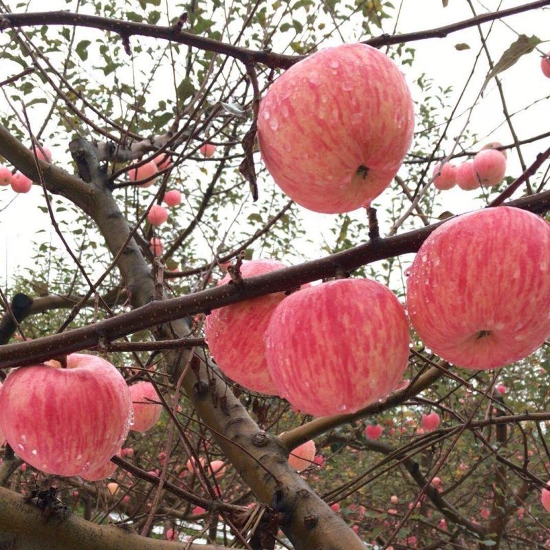 【精品】烟台红富士苹果当季山东新鲜水果私发