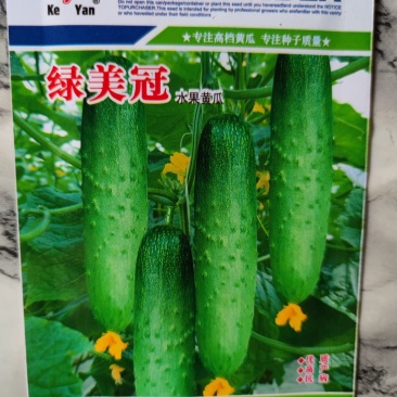 科研绿美冠水果黄瓜种子黄瓜种子