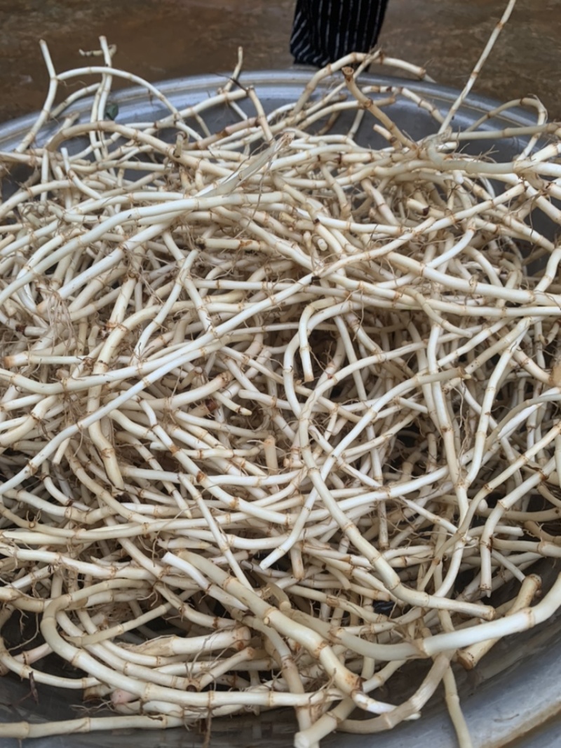 鱼腥草新鲜折耳根凉拌现挖精品嫩根粗根脆爽