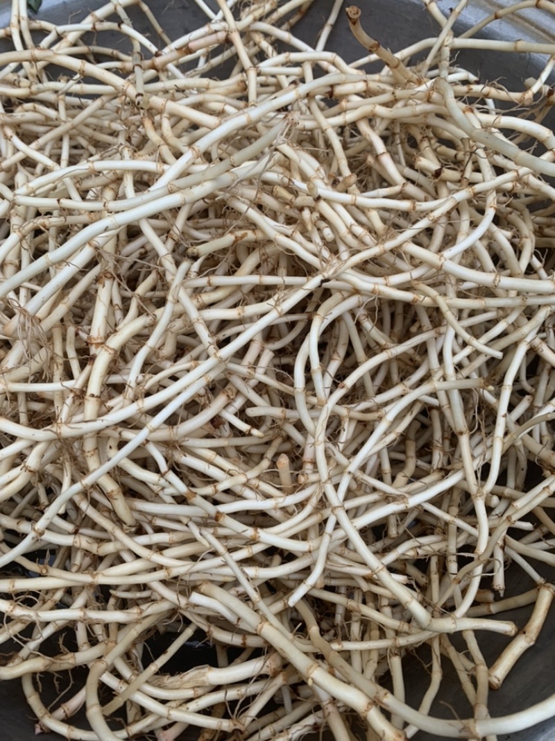 鱼腥草新鲜折耳根凉拌现挖精品嫩根粗根脆爽