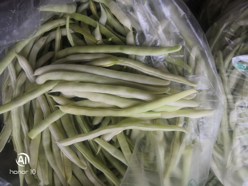 河南白不老白芸豆。产地直发货源充足！欢迎来电订购！