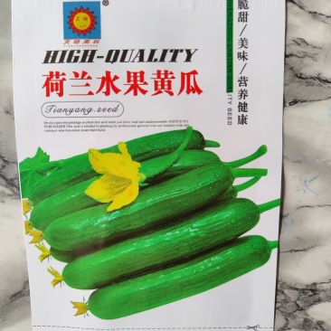 荷兰水果黄瓜种子连续结瓜能力强