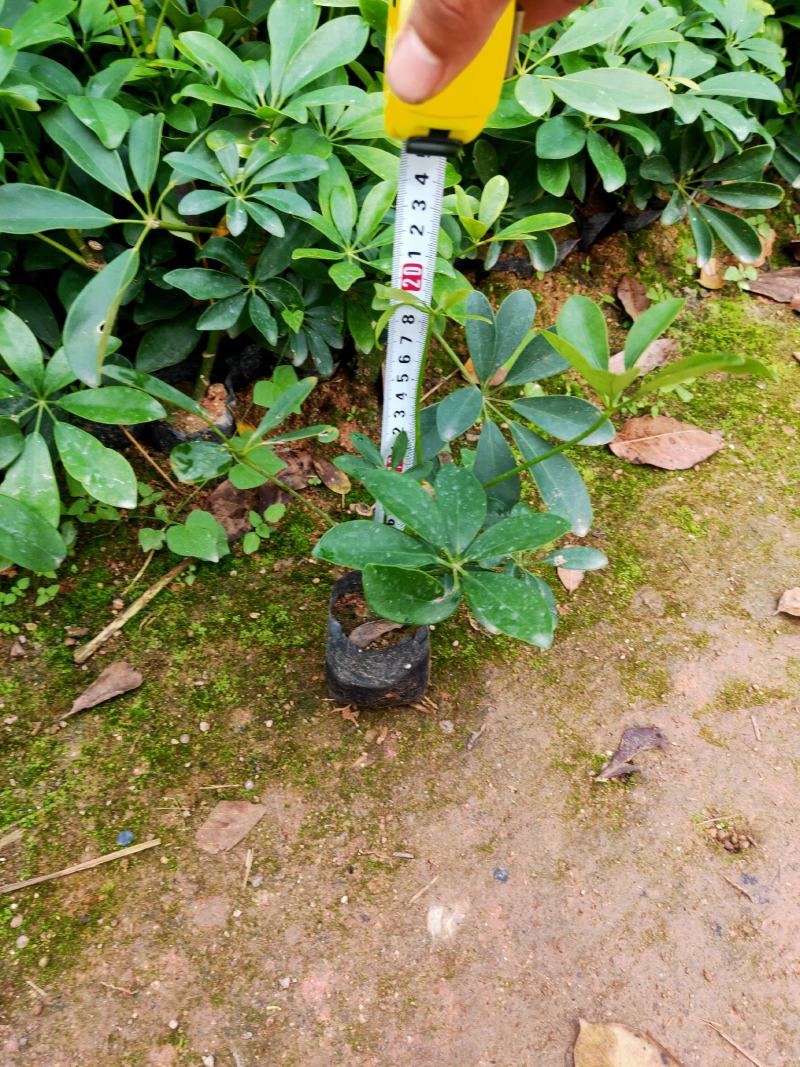 鸭脚木5斤袋15-20高，7斤袋20-30高